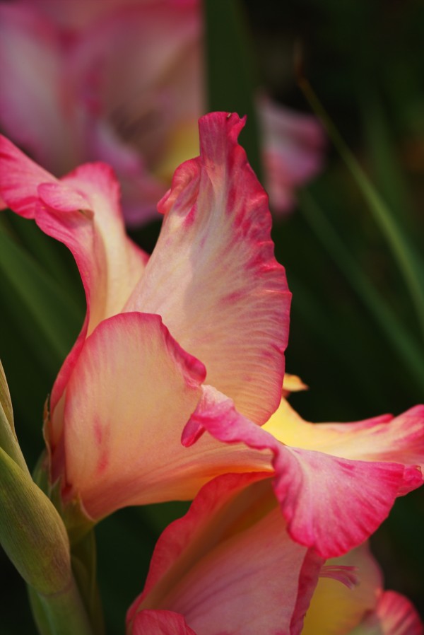 Rich Gladiolus Flowers Side Profile by Joy Watson
